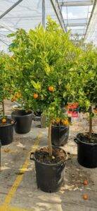 Calamondino Citris MITIS verkoop